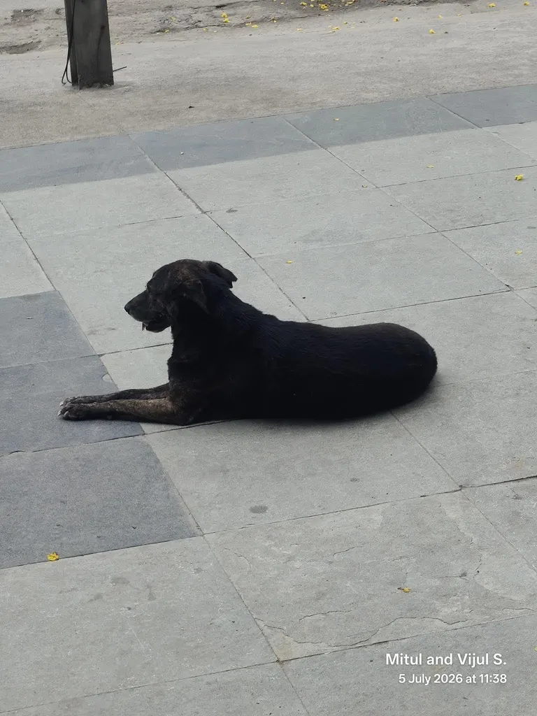 Hyderabad dog 378736079, photograph from this animal’s record